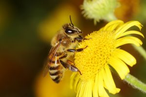 Significados de sonhar com abelhas