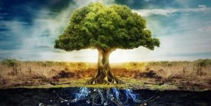 O que você precisa saber sobre a árvore da vida