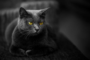 Sonhar com gato preto 